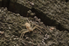 Philodromus rufus