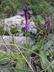Orchis olbiensis