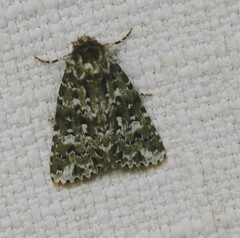 Thalatha bryochlora