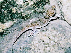 Chondrodactylus