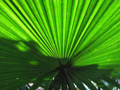 Livistona speciosa