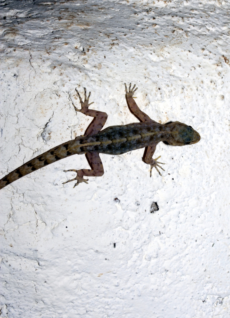 Elgon Round-eyed Gecko