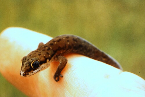 Pointed Thick-toed Gecko