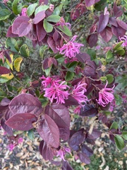 Loropetalum chinense