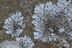 Parmelina pastillifera