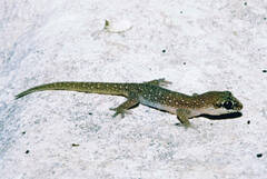 Pachydactylus punctatus