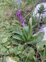 Orchis olbiensis