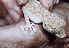 Ptyodactylus hasselquistii