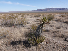 Yucca schidigera