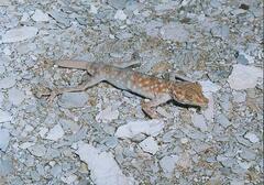 Ptyodactylus hasselquistii