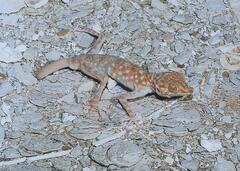 Ptyodactylus hasselquistii