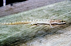 Tropiocolotes