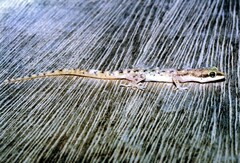 Tropiocolotes