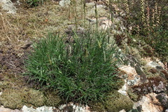 Plantago holosteum