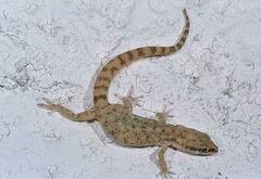 Tropiocolotes