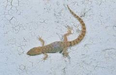 Tropiocolotes
