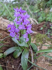 Orchis olbiensis