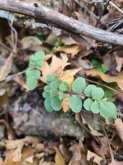Pellaea atropurpurea