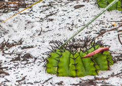 Discocactus pseudoinsignis