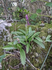 Orchis olbiensis