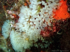 Pycnoclavella communis