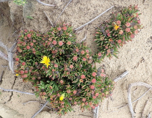 Image of Lampranthus fergusoniae by (c) Nicola van Berkel, some rights reserved (CC BY-SA)