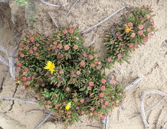Lampranthus fergusoniae