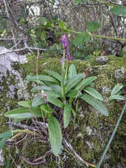 Orchis olbiensis