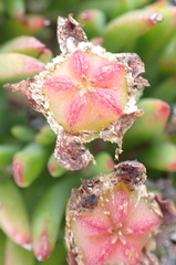 Lampranthus fergusoniae