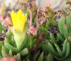 Lampranthus fergusoniae