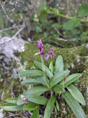 Orchis olbiensis