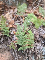 Myriopteris wootonii
