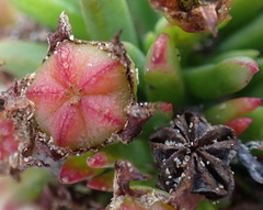 Lampranthus fergusoniae