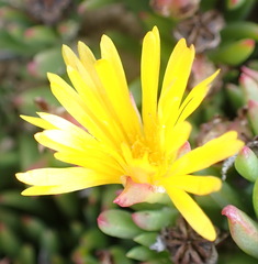 Lampranthus fergusoniae