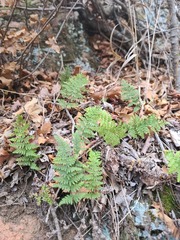 Myriopteris wootonii