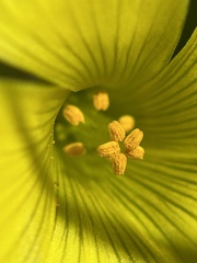 Oxalis pes-caprae