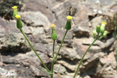 Senecio lividus