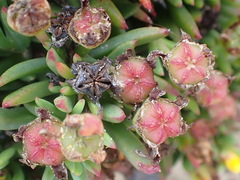Lampranthus fergusoniae