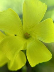 Oxalis pes-caprae