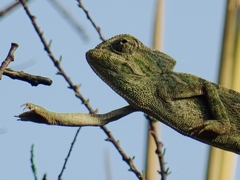 Chamaeleo chamaeleon chamaeleon