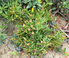 Lampranthus fergusoniae