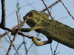 Chamaeleo chamaeleon chamaeleon