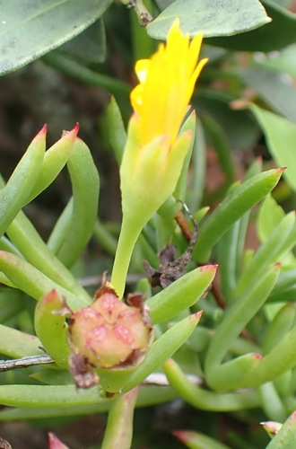 Image of Lampranthus fergusoniae by (c) Nicola van Berkel, some rights reserved (CC BY-SA)