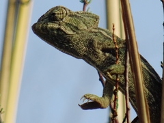 Chamaeleo chamaeleon chamaeleon