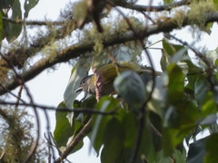 Arizelocichla nigriceps