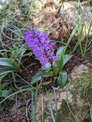 Orchis olbiensis