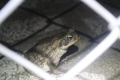 Rhinella horribilis