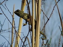 Chamaeleo chamaeleon chamaeleon