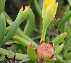 Lampranthus fergusoniae