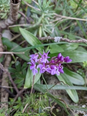 Orchis olbiensis